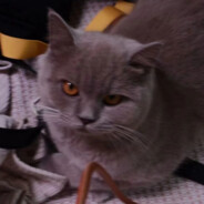 没关系我有喵喵