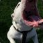 pit_bull