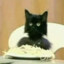 Pasta Cat