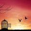 S1| Birds