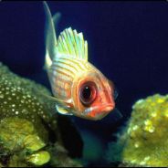 НАТО закрой небо