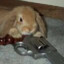 BunnyGunz