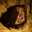 Rhinolophus ferrumequinum avatar