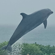 Dolphin