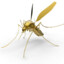 golden_mosquito