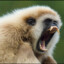 Gibbon