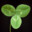 clover