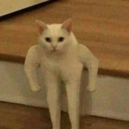 YogeeSkerve - steam id 76561198335568871