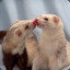 MoistFerretKiss