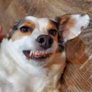 Pancho - steam id 76561198844631782