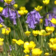 Buttercups &amp; Bluebells