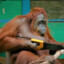 clever orangutan
