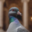 Godly Pigeon