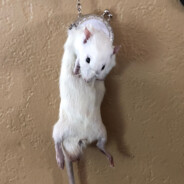 Rat wallert