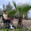 Crippled Palm Tree