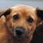 nice dog