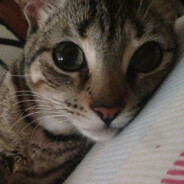 Подсолнухи