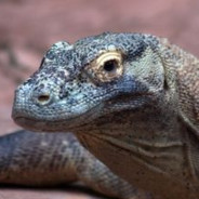 Monitor_Lizard