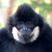 Gibbon Head
