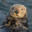 Sea Otter