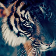 TheTigerXD