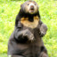 Sunbear