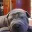 MaksiM