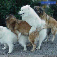 凯老大天下第一