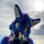 Foyote