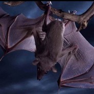 The Rain 0+-（借号刚玩的