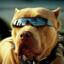 PitbullCSF