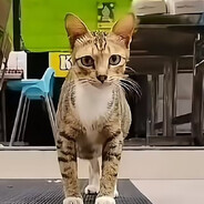 故懿