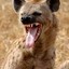 LaugHing Hyena