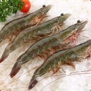 Frozen Shrimps