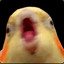 birdy