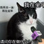 喜欢睡觉zzZ