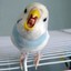 Furious Parakeet