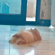 丸（生日筹备版）