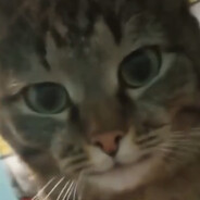 TheFatFeburary's avatar