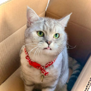 一拳打爆的男人