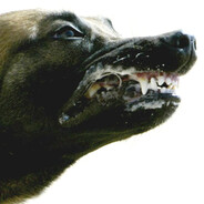 слюнява хата