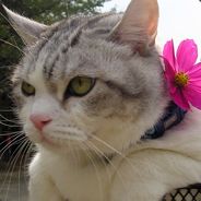 Nekoyama