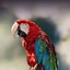 Nokmacaw