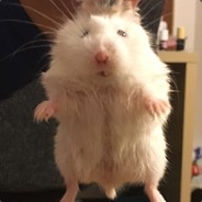 送分大神DianDian