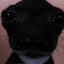Elka's avatar