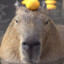 Capybara_WP