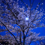 フェニックス⁷¹⁵