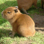 King Capybara