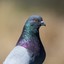 Pigeon