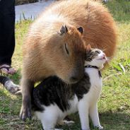 私は学校が嫌いです